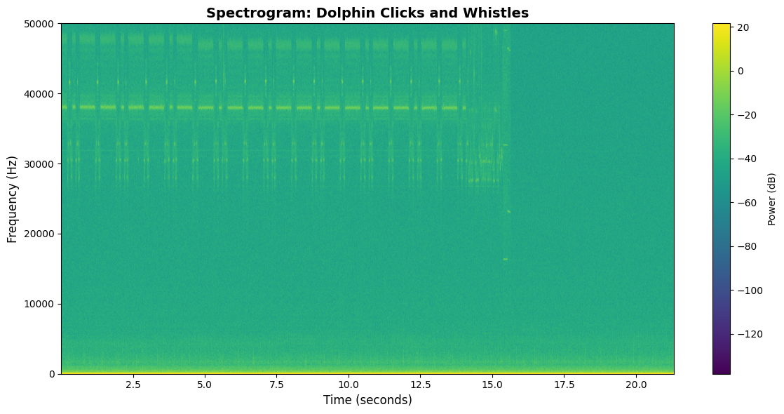 Spectrogram showing dolphin vocalizations